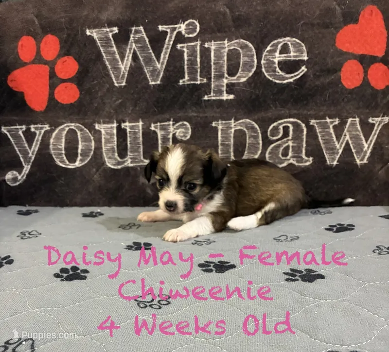 Daisy May – Chiweenie puppy for sale in Englewood, FL