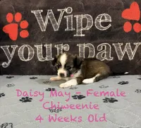 Daisy May, a female Chiweenie for sale in Englewood, FL – 1 of 4