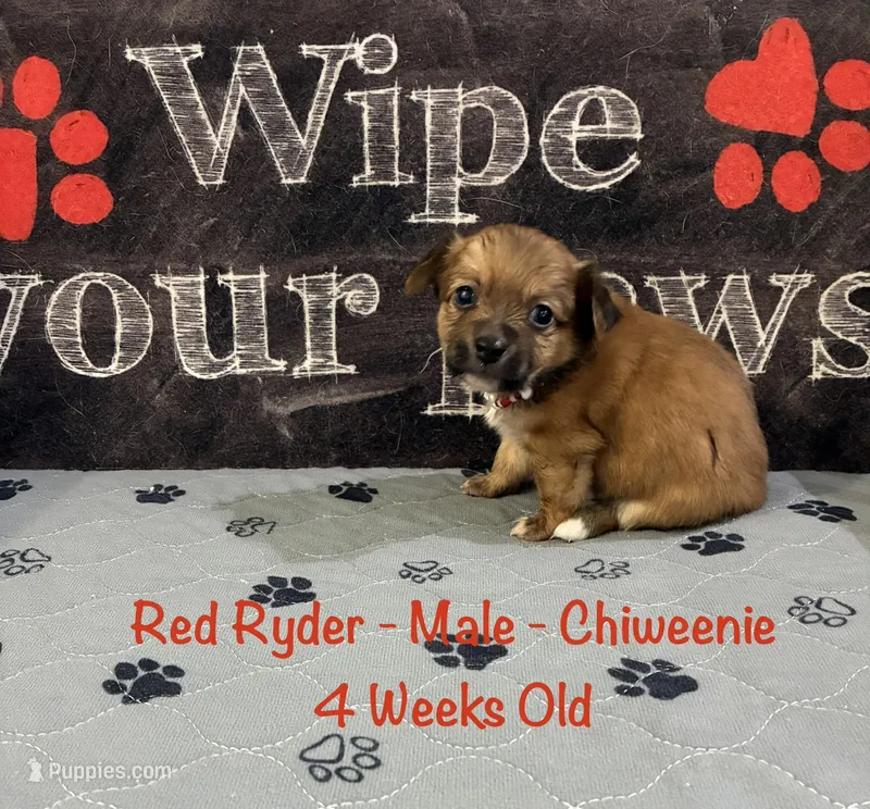 Red Ryder – Chiweenie puppy for sale in Englewood, FL