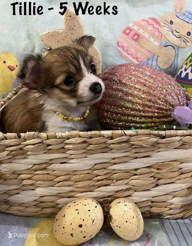 Tillie – Chihuahua puppy for sale in Englewood, FL