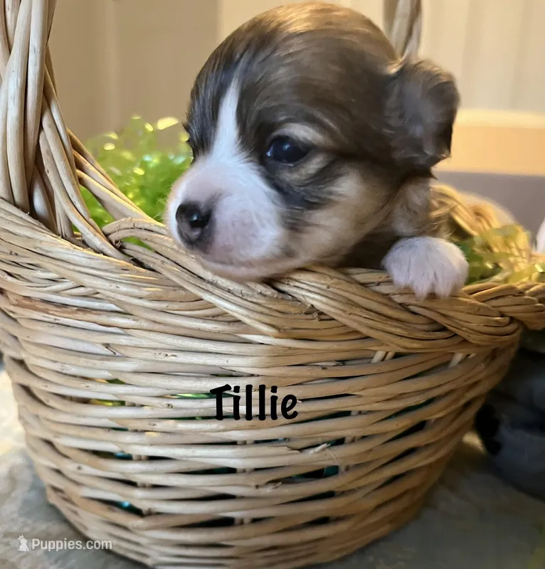 Tillie – Chihuahua puppy for sale in Englewood, FL