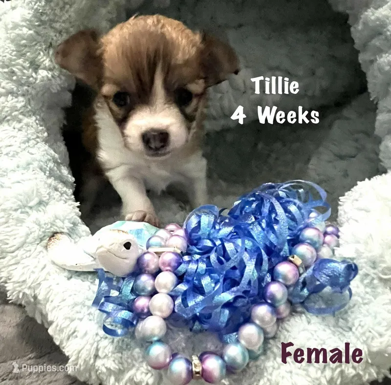 Tillie – Chihuahua puppy for sale in Englewood, FL