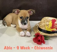 Able, a male Chiweenie for sale in Englewood, FL – 3 of 10