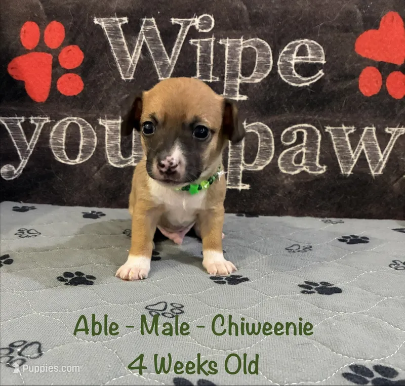 Able – Chiweenie puppy for sale in Englewood, FL