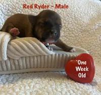 Red Ryder, a male Chiweenie for sale in Englewood, FL – 4 of 4
