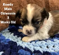 Rowdy, a male Chiweenie for sale in Englewood, FL – 2 of 4