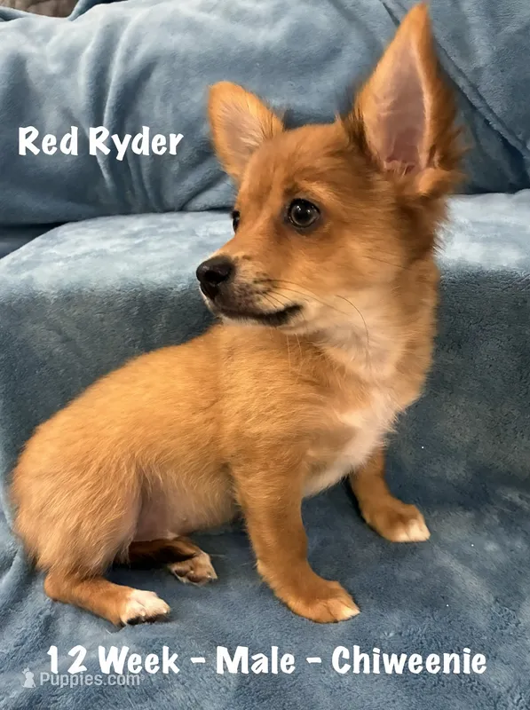 Red Ryder – Chiweenie puppy for sale in Englewood, FL