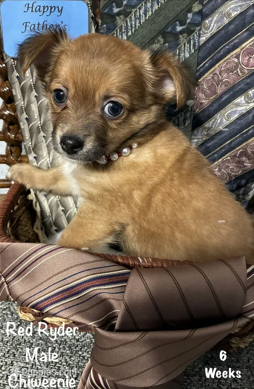 Red Ryder – Chiweenie puppy for sale in Englewood, FL