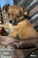 Red Ryder, a male Chiweenie for sale in Englewood, FL – 7 of 10