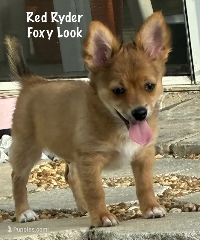 Red Ryder – Chiweenie puppy for sale in Englewood, FL