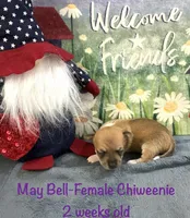 May Bell, a female Chiweenie for sale in Englewood, FL – 2 of 4