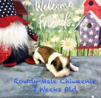 Rowdy, a male Chiweenie for sale in Englewood, FL – 3 of 4