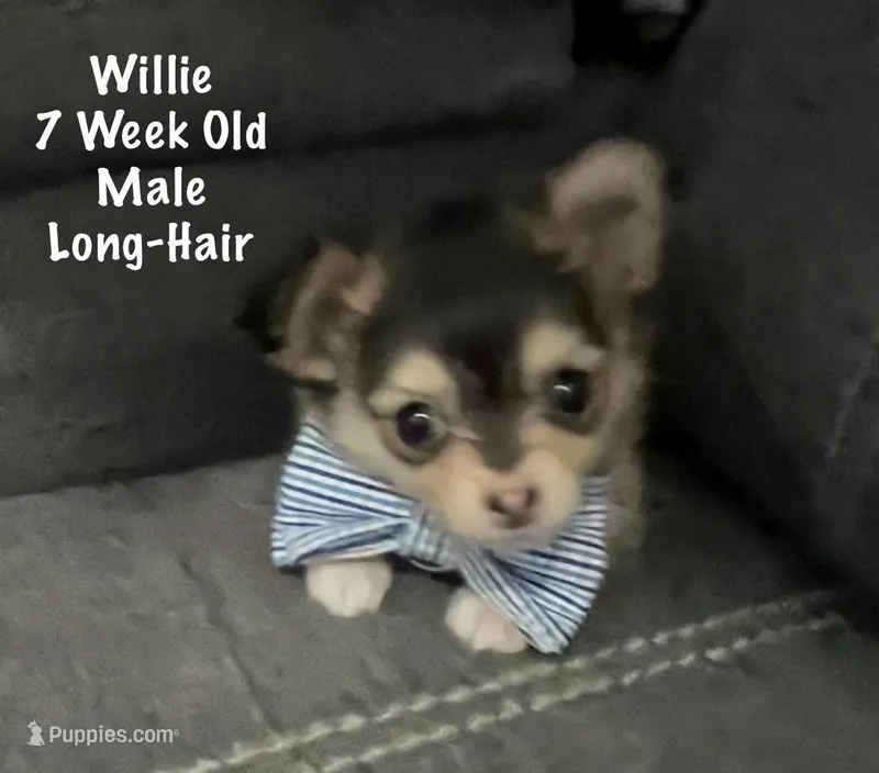 Willie – Chihuahua puppy for sale in Englewood, FL