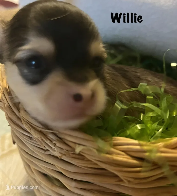 Willie, a male Chihuahua for sale in Englewood, FL – Photo 1 of 1