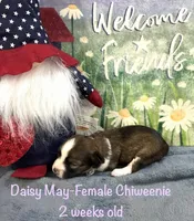 Daisy May, a female Chiweenie for sale in Englewood, FL – 3 of 4