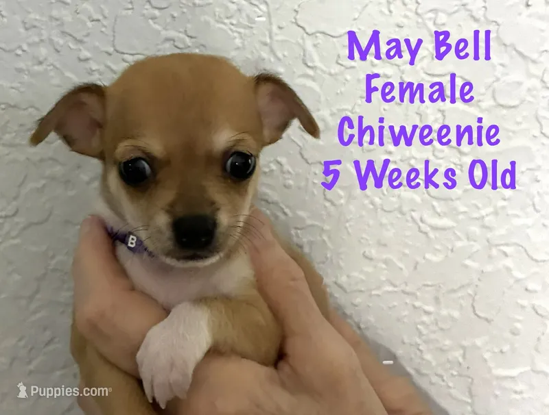 May Bell – Chiweenie puppy for sale in Englewood, FL