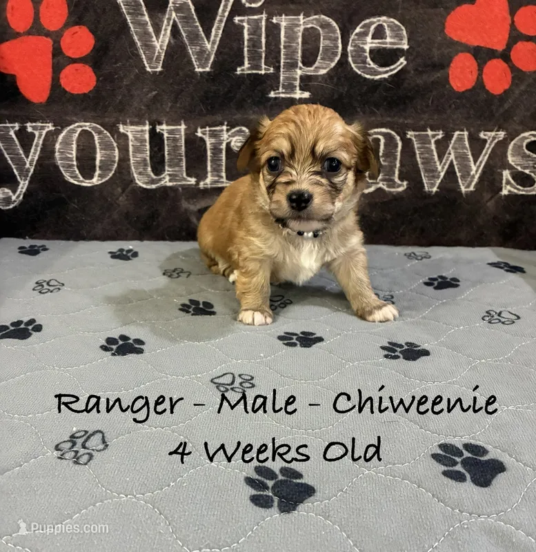 Ranger – Chiweenie puppy for sale in Englewood, FL
