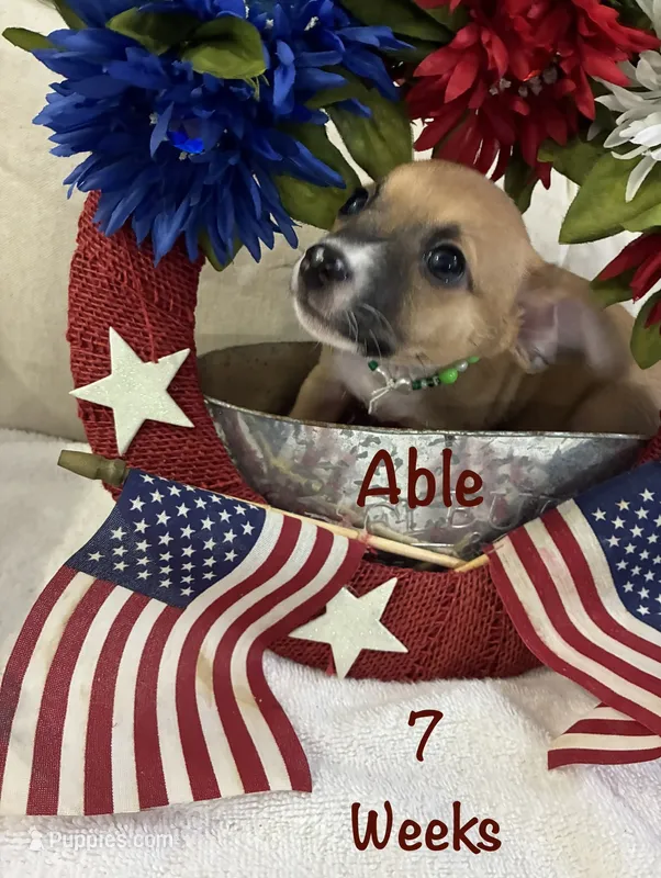 Able – Chiweenie puppy for sale in Englewood, FL