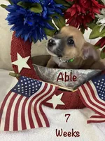 Able, a male Chiweenie for sale in Englewood, FL – 5 of 10