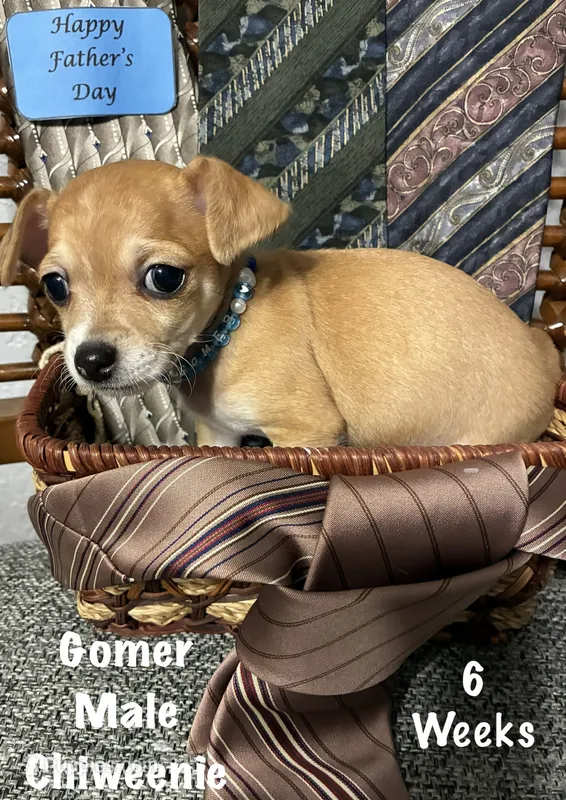 Gomer – Chiweenie puppy for sale in Englewood, FL