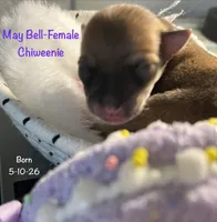 May Bell, a female Chiweenie for sale in Englewood, FL – 4 of 4
