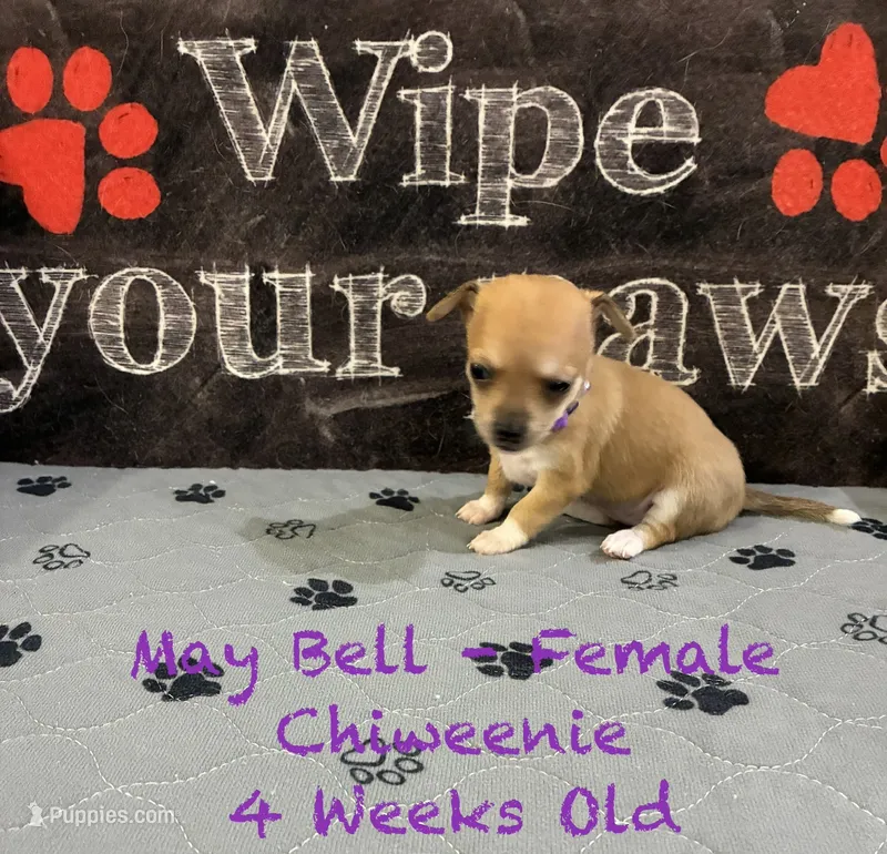 May Bell – Chiweenie puppy for sale in Englewood, FL