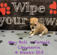 May Bell, a female Chiweenie for sale in Englewood, FL – 1 of 4