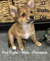 Red Ryder, a male Chiweenie for sale in Englewood, FL – 3 of 10