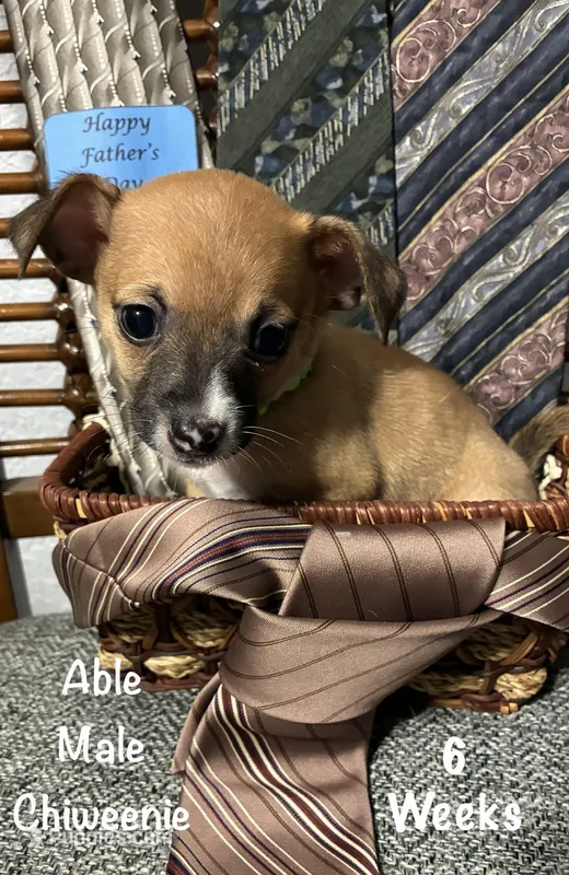 Able – Chiweenie puppy for sale in Englewood, FL