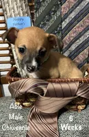 Able, a male Chiweenie for sale in Englewood, FL – 6 of 10