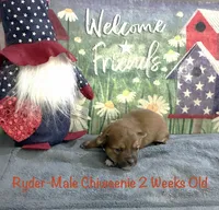 Red Ryder, a male Chiweenie for sale in Englewood, FL – 3 of 4
