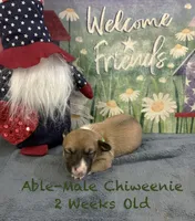 Able, a male Chiweenie for sale in Englewood, FL – 3 of 4