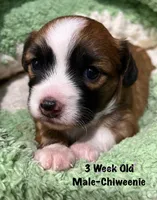 Royal, a male Chiweenie for sale in Englewood, FL – Photo 2 of 3