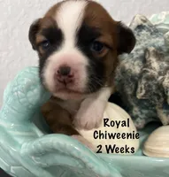 Royal, a male Chiweenie for sale in Englewood, FL – Photo 3 of 3