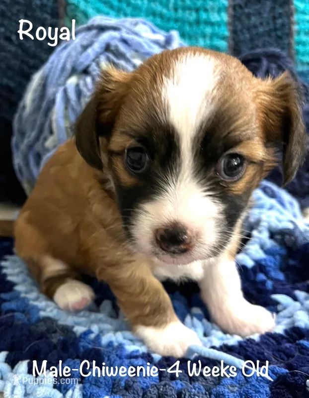 Royal, a male Chiweenie for sale in Englewood, FL – Photo 1 of 3