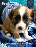 Royal, a male Chiweenie for sale in Englewood, FL – Photo 1 of 3