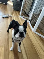 Cookie, a female Boston Terrier for sale in Boston, MA – Photo 6 of 7