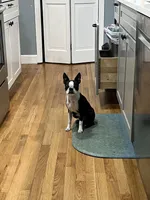 Cookie, a female Boston Terrier for sale in Boston, MA – Photo 3 of 7