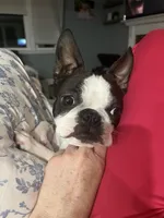 Cookie, a female Boston Terrier for sale in Boston, MA – Photo 5 of 7
