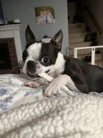 Cookie, a female Boston Terrier for sale in Boston, MA – Photo 4 of 7