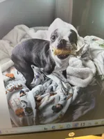Cookie, a female Boston Terrier for sale in Boston, MA – Photo 7 of 7