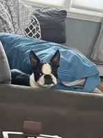 Cookie, a female Boston Terrier for sale in Boston, MA – Photo 2 of 7