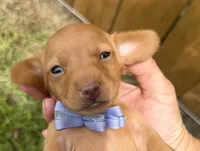 Lola, a female Miniature Dachshund for sale in Steinhatchee, FL – 2 of 4