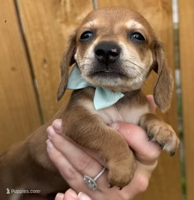 Coon – Miniature Dachshund puppy for sale in Steinhatchee, FL