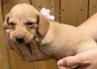 Max, a male Miniature Dachshund for sale in Steinhatchee, FL – 2 of 4