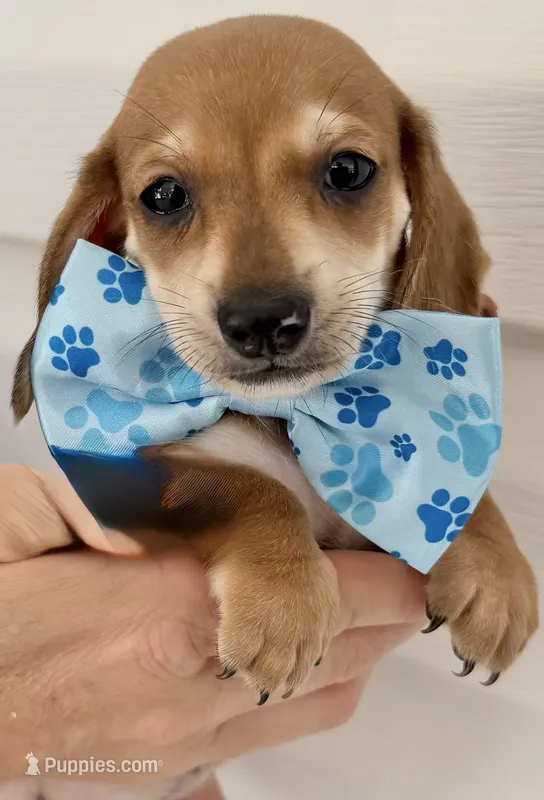 Coon – Miniature Dachshund puppy for sale in Steinhatchee, FL