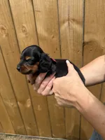 Lacy, a female Miniature Dachshund for sale in Steinhatchee, FL – 3 of 4