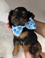 Sammy, a male Miniature Dachshund for sale in Steinhatchee, FL – 10 of 10