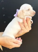 Lady, a female Miniature Dachshund for sale in Steinhatchee, FL – 4 of 4