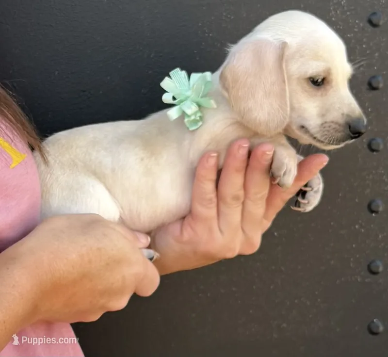 Scooter – Miniature Dachshund puppy for sale in Steinhatchee, FL